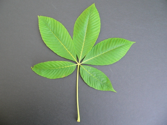 {Acer flava}